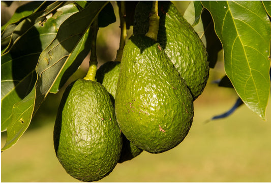 Thank you for the fruits - Why we love Avocado.